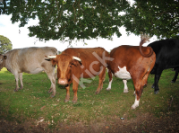 cows_7487-copy